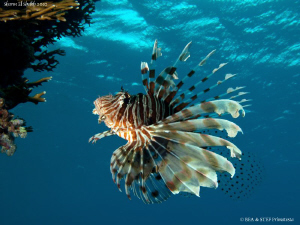 One more Lionfish... Sharm el sheikh. Canon G10 & Inon D2... by Bea & Stef Primatesta 